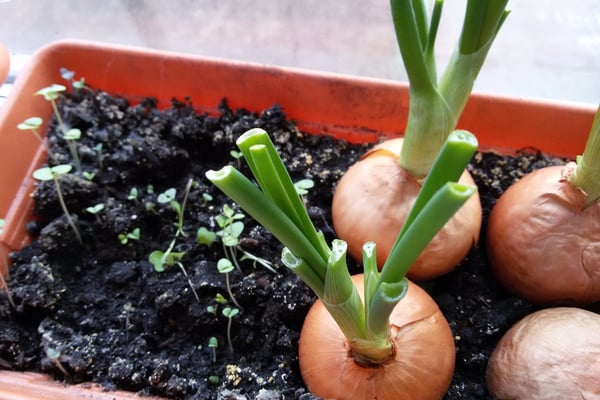 green-onion-growing